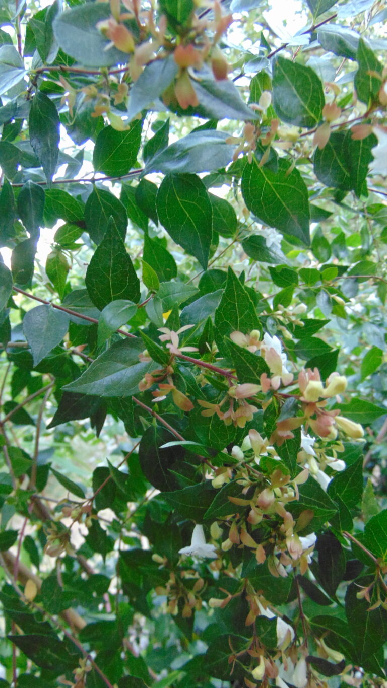 Abélie grandes fleurs