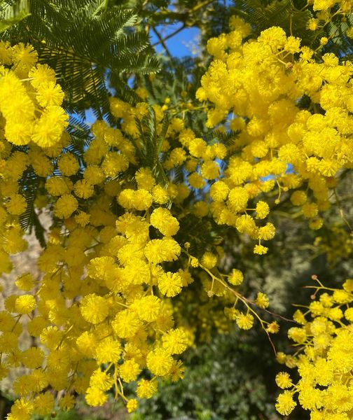 Mimosa