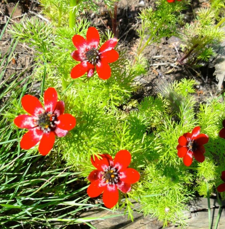 Adonis annua Adonis spp