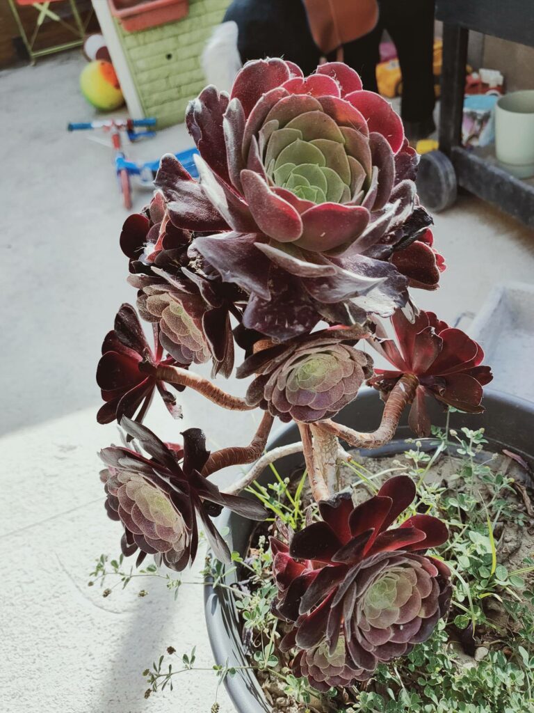 Aeonium spp