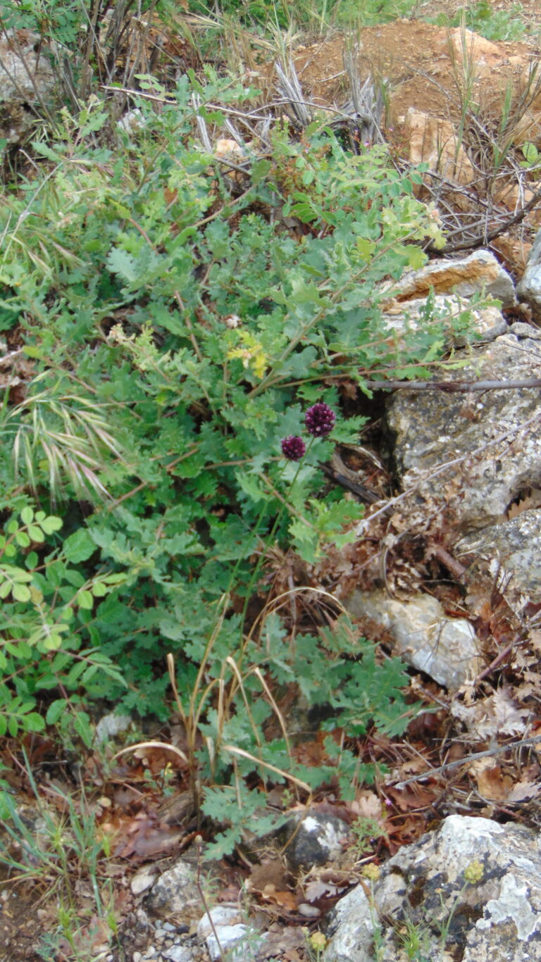 Ail à tête ronde, Allium spp