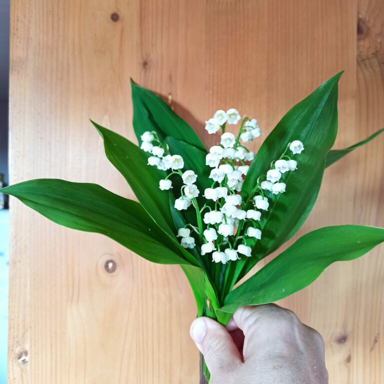 Muguet