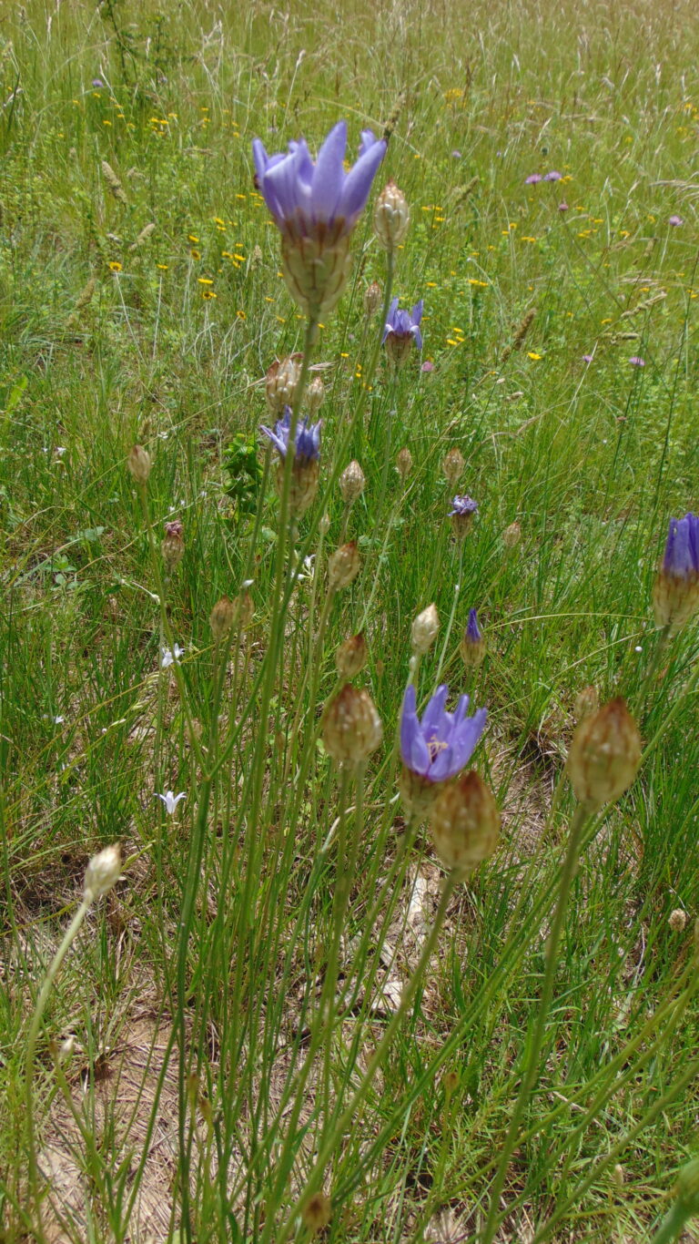 Catananche bleue