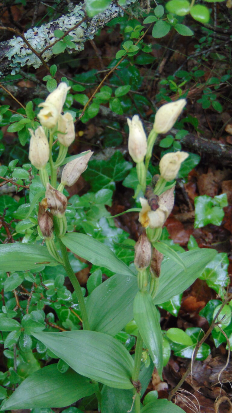 Céphalanthère spp