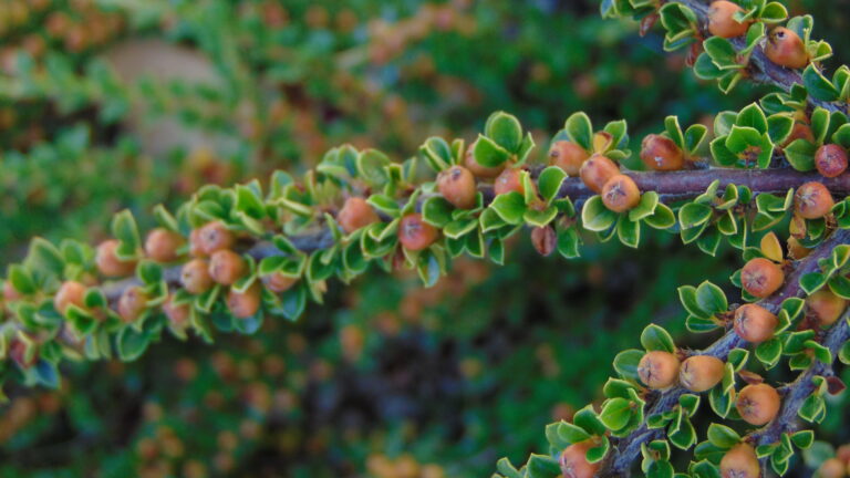 Cotonéaster