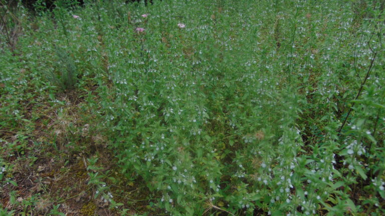 Crapaudine romaine