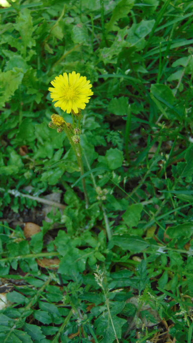 Crépis à feuilles de capselle