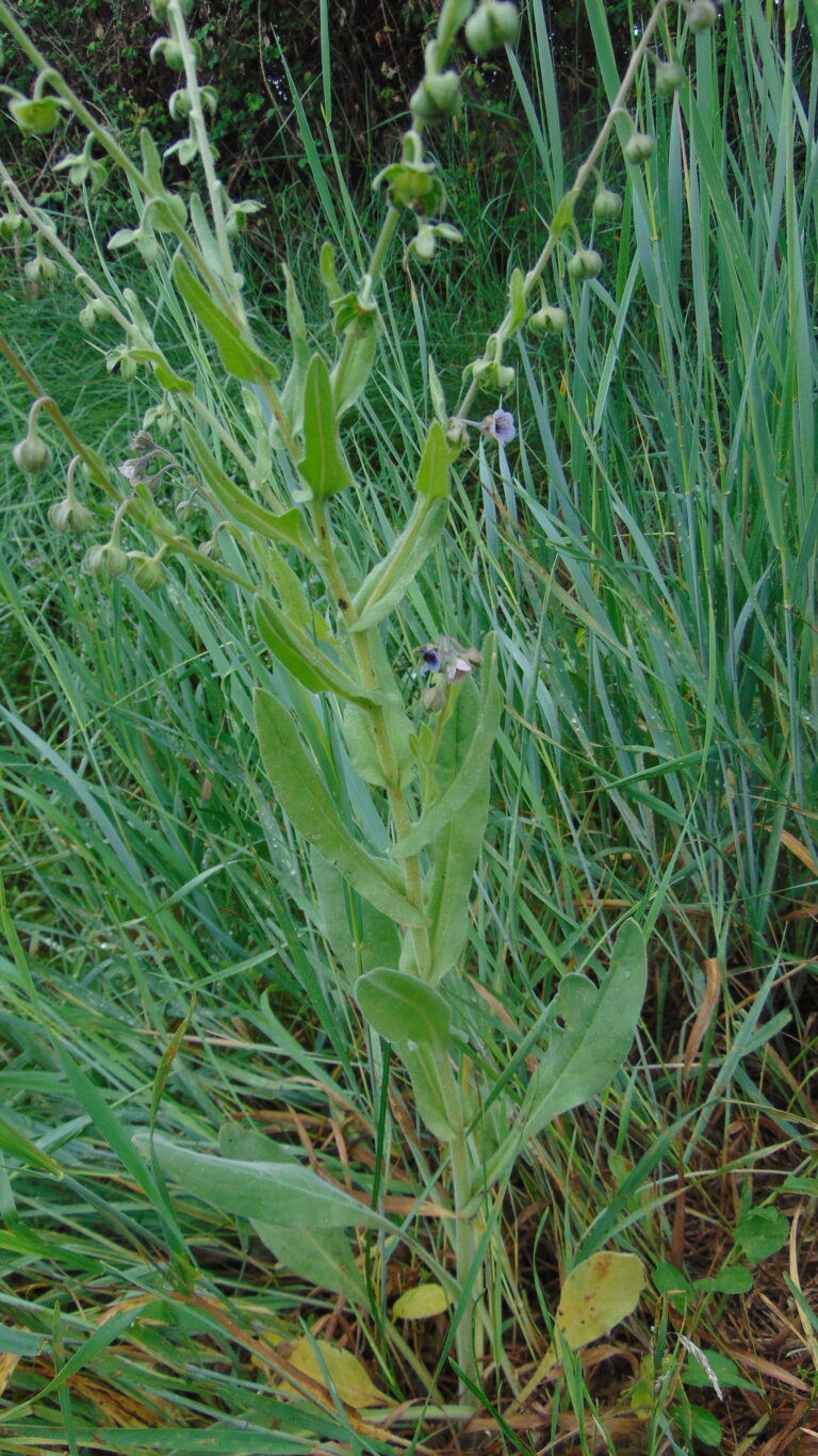 Cynoglosse de Crète Cynoglosse SPP