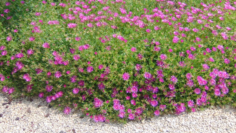 Delosperma cooperi