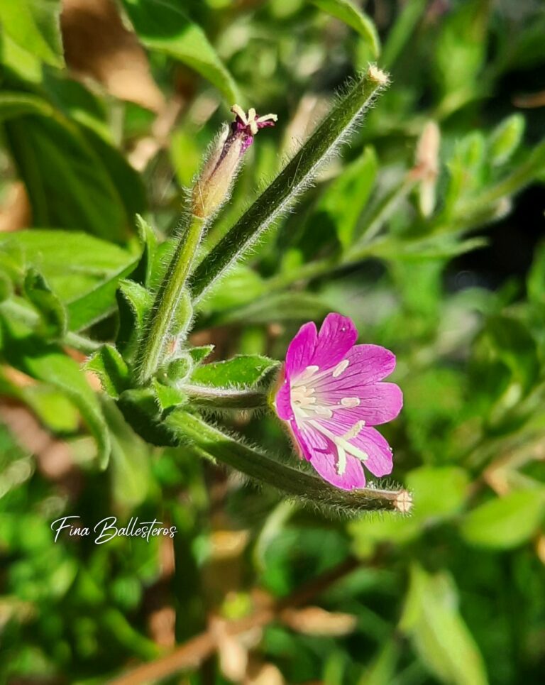 Épilobe à grandes fleurs