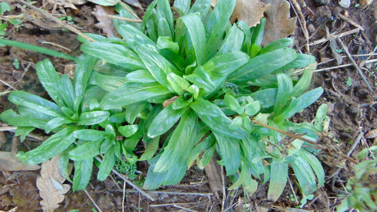 Épilobe à tiges carrées