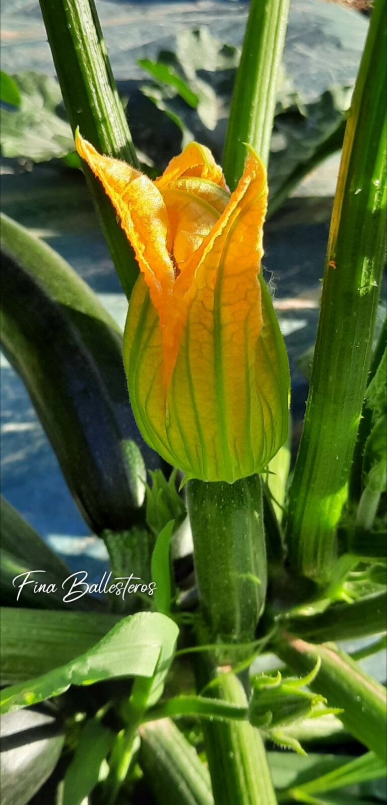 Fleurs de courgettes  BIO