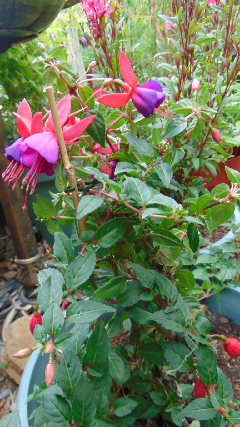 Fuchsia