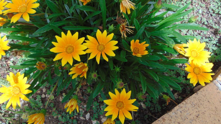 Gazania