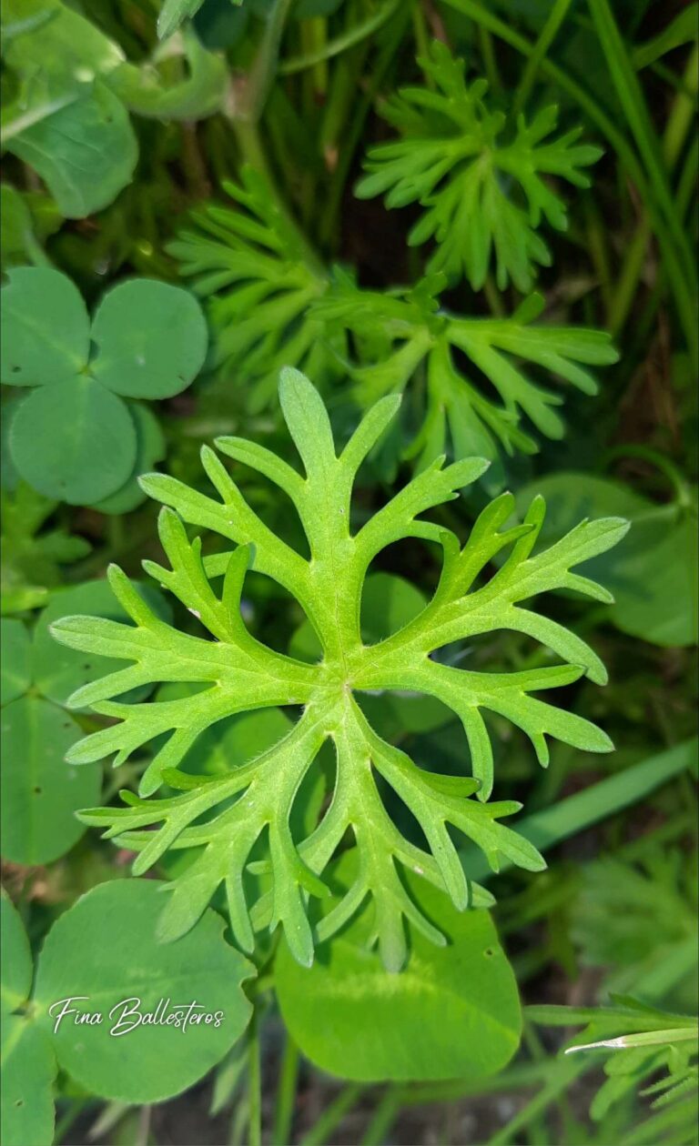 Géranium à feuilles découpées