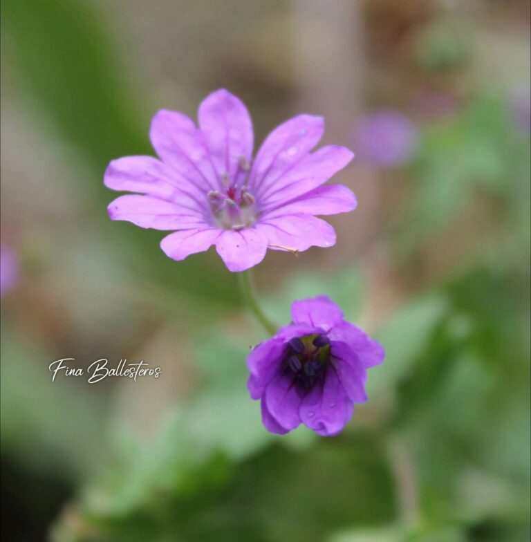 Géranium à feuilles molles