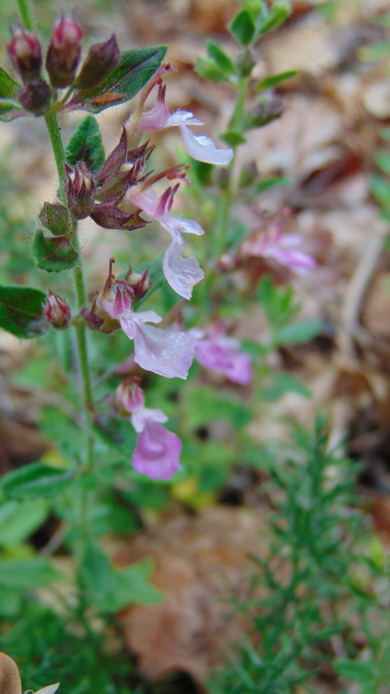 Germandrée petit-chêne