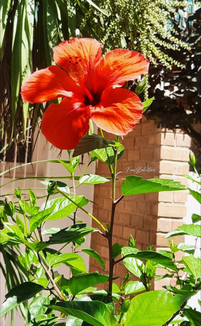 Hibiscus Rose de Chine