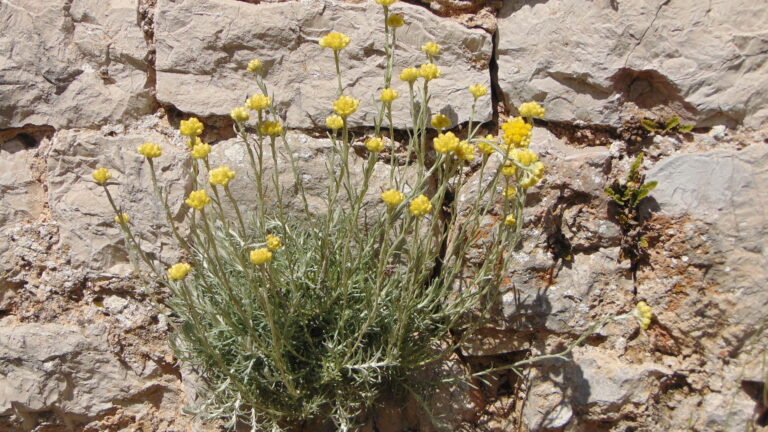 Immortelle d’Italie