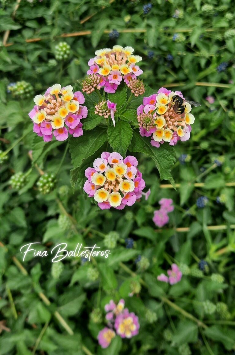 Lantana camara