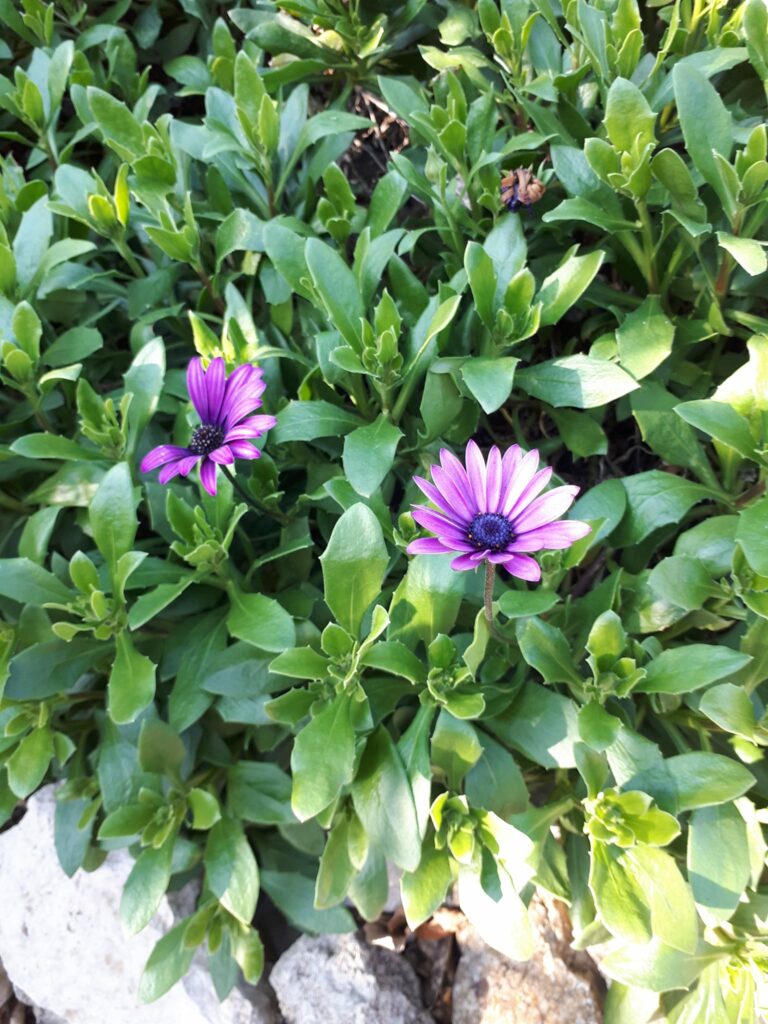 Osteospermum