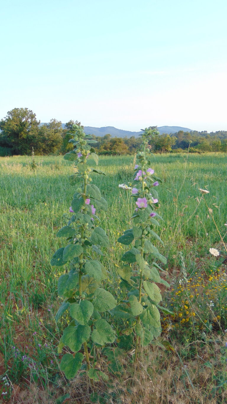 Mauve bisannuelle