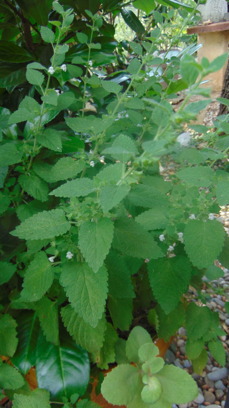 Mélisse officinale