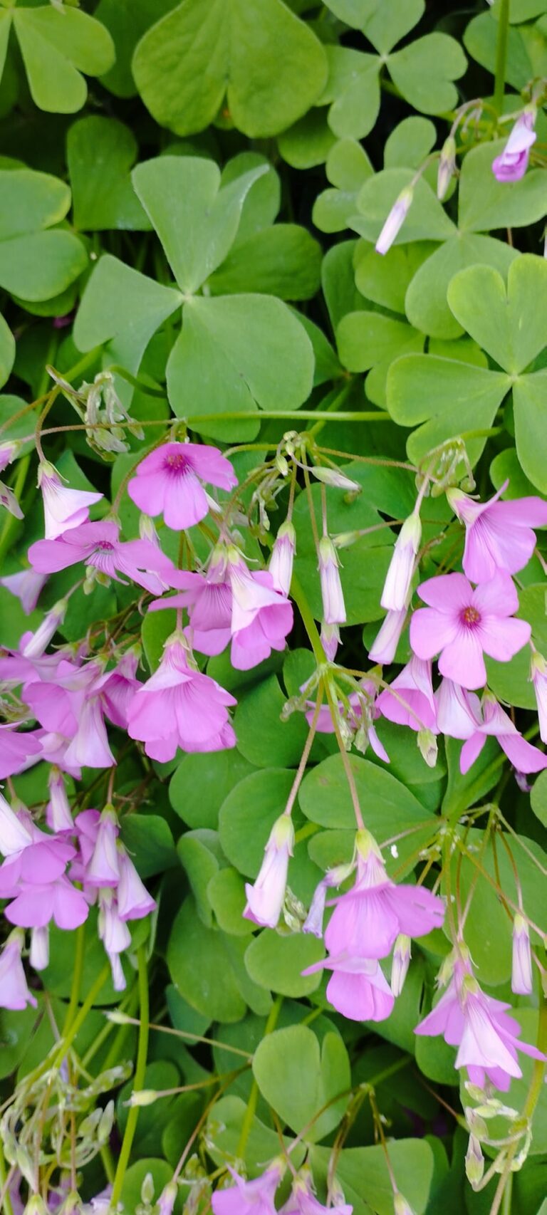 Oxalis