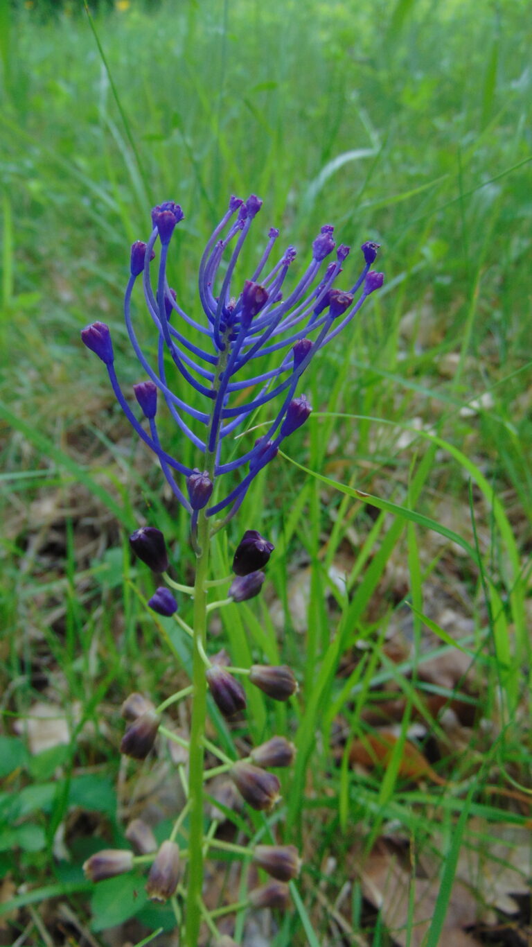 Muscari à toupet