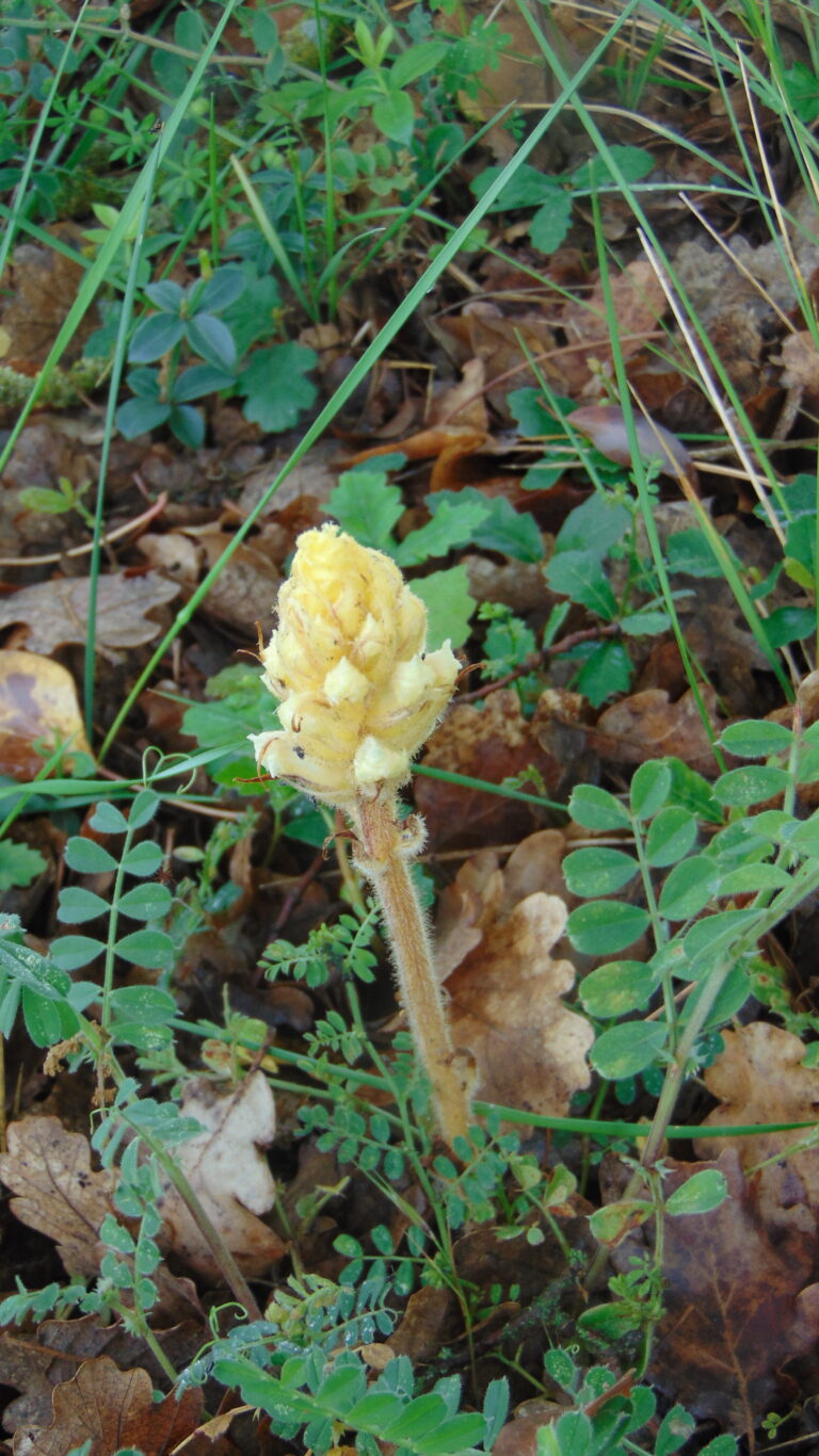 Orobanche