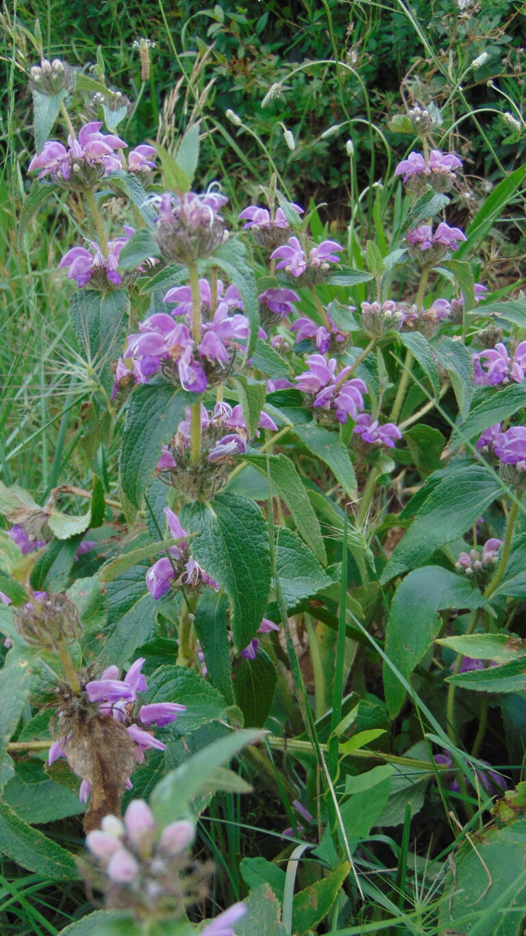 Phlomis Herbe-au-vent