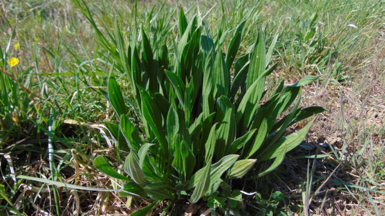 Plantin lanceolé