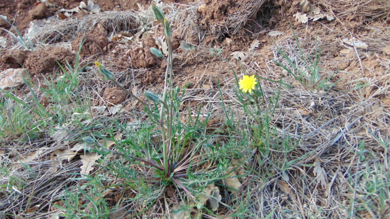 Scorsonère laciniée