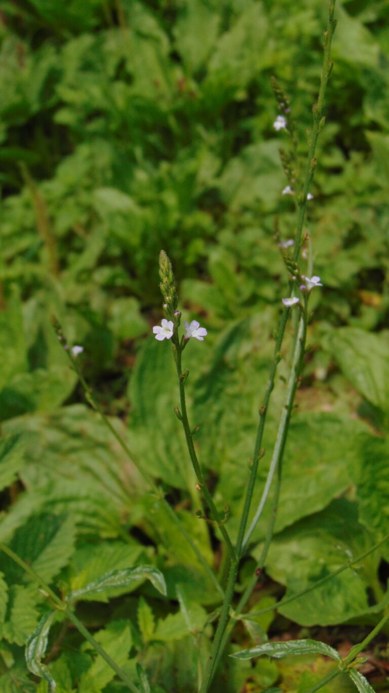 Verveine officinale