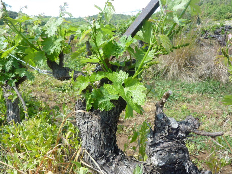 Vigne cultivée