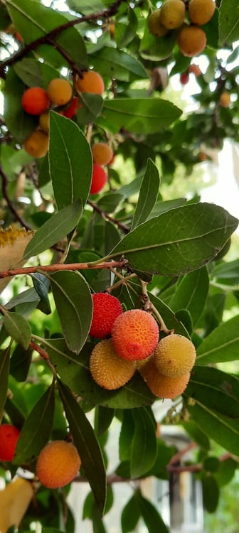 Arbouse fruit de l’arbousier