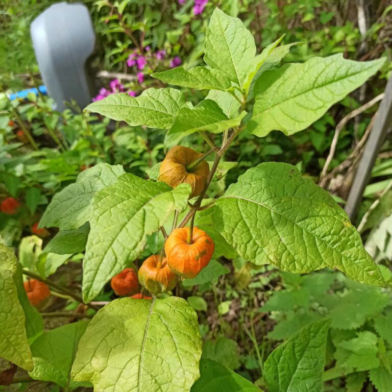 Physalis