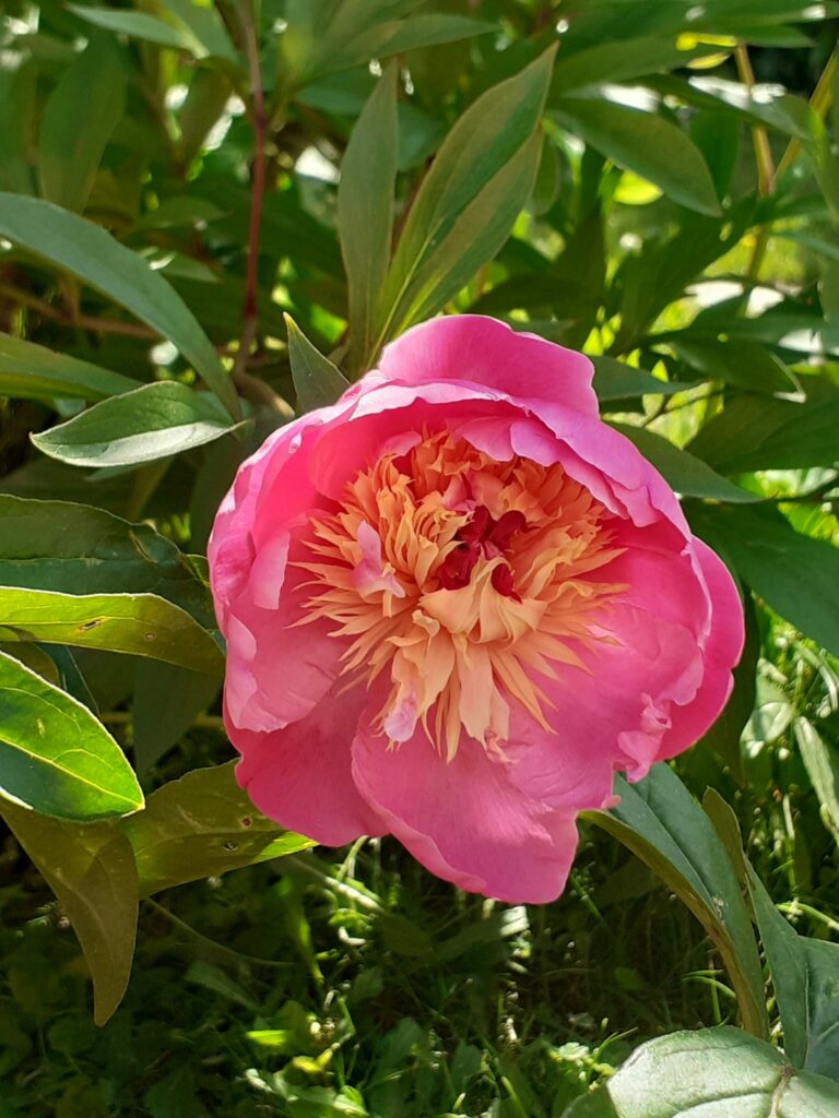 Pivoine