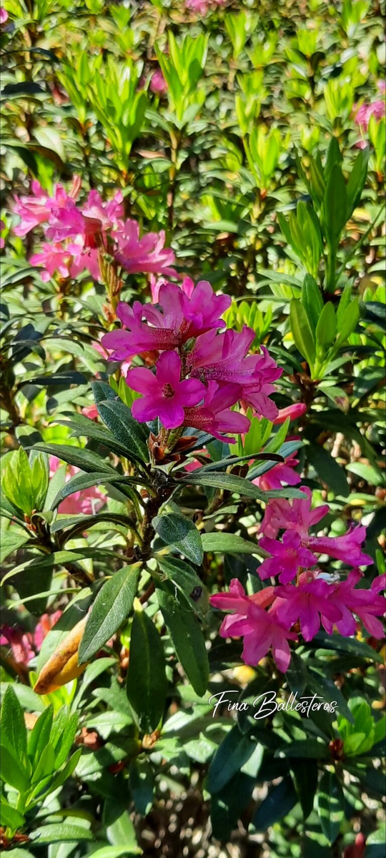 Rhododendron