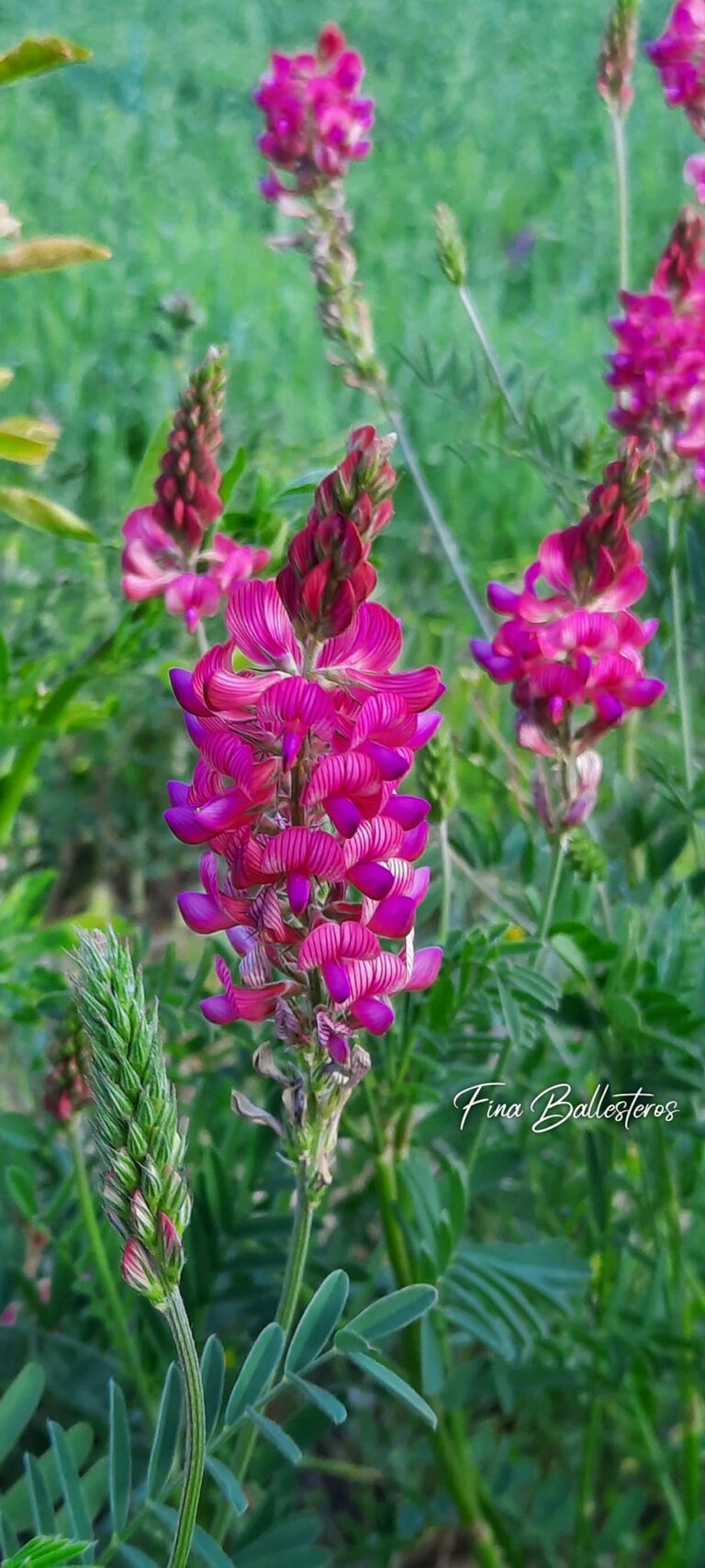 Sainfoin