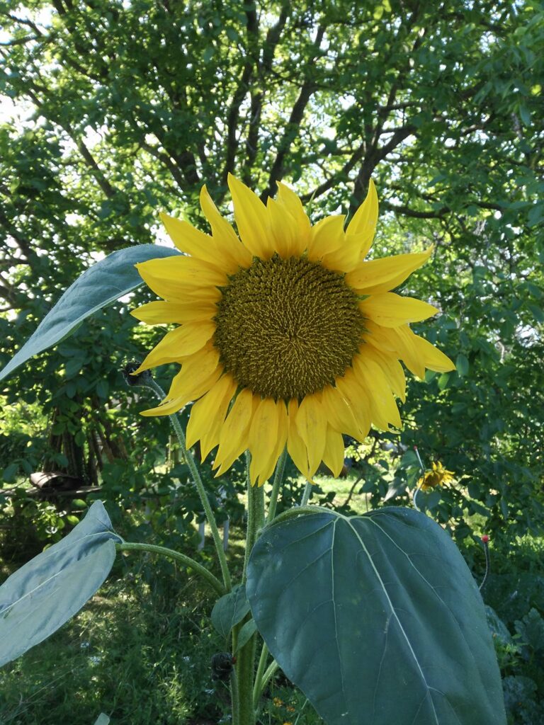 Tournesol