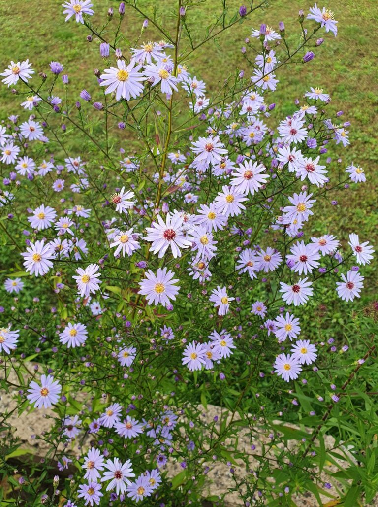 Aster spp