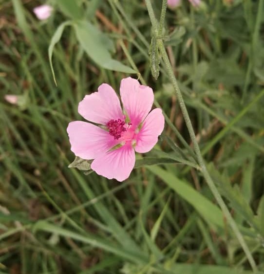 Althaea cannabina