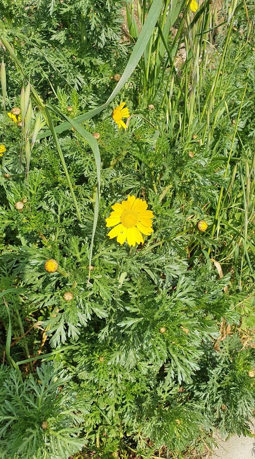 Chrysanthème des moissons