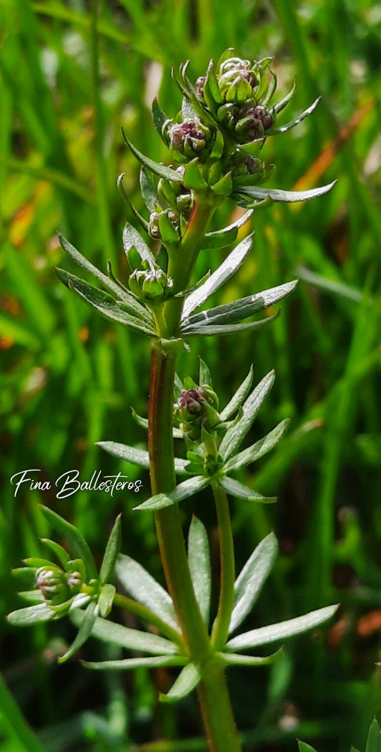 Caille-lait blanc