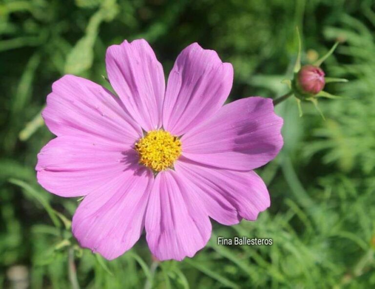 Cosmos bipenné