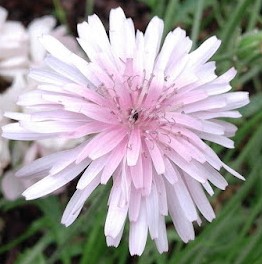 Crepis rubra