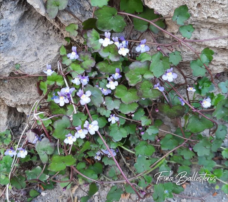 Cymbalaire des murs