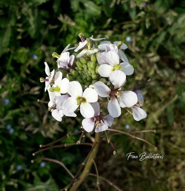 Diplotaxis fausse roquette