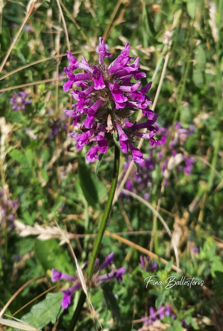 Épiaire officinale